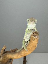 Load image into Gallery viewer, AMBILOBE Panther Chameleon: (E16)
