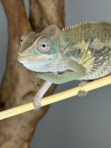 AMBILOBE Panther Chameleon male: (E1)