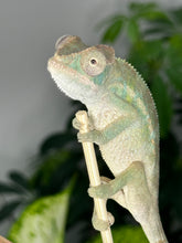 Load image into Gallery viewer, AMBILOBE male panther chameleon: Flash x Opal (R1)
