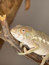 Load image into Gallery viewer, AMBILOBE FEMALE Panther Chameleon: 🚺 (Q12)
