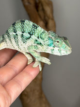 Load image into Gallery viewer, Young Ambanja panther chameleon with early blue and red color development
