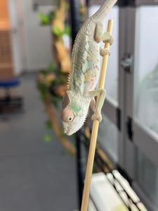 AMBILOBE Panther Chameleon: Sam x Georgia (R6)