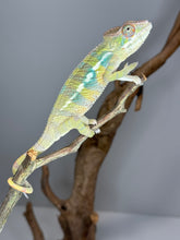 Load image into Gallery viewer, AMBILOBE Panther Chameleon: (E16)
