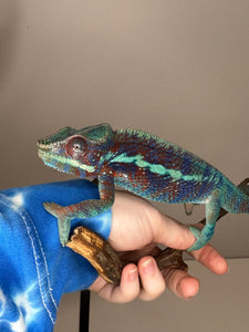 AMBANJA Panther Chameleon: (J6)