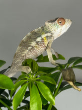 Load image into Gallery viewer, AMBILOBE male panther chameleon: Flash x Opal (R3)
