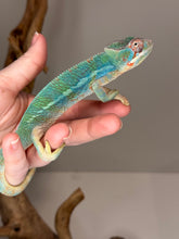 Load image into Gallery viewer, AMBILOBE Male Panther Chameleon: (E30)
