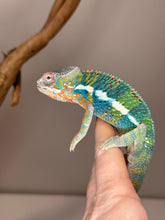 Load image into Gallery viewer, AMBILOBE Panther Chameleon: (J2)
