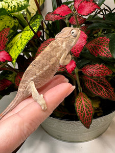 AMBILOBE male panther chameleon: Flash x Opal (R5)