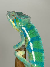 Load image into Gallery viewer, AMBANJA Panther Chameleon: (E21)
