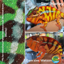 Load image into Gallery viewer, SAMBAVA Panther Chameleon: Marley x Mabel (R11)
