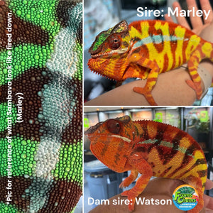 SAMBAVA Panther Chameleon: Marley x Mabel (R11)
