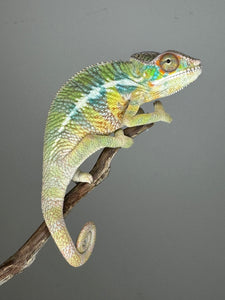 AMBILOBE Panther Chameleon: (E6)