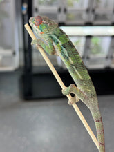 Load image into Gallery viewer, AMBILOBE Panther Chameleon: Magnus x Skittles (R3)
