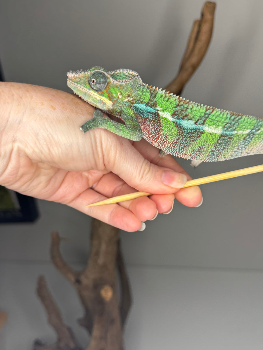 AMBILOBE Male Panther Chameleon: (E7) – FramsChams Panther Chameleons