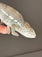 Load image into Gallery viewer, AMBILOBE male panther chameleon: Flash x Opal (J9)
