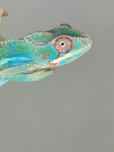 Load image into Gallery viewer, AMBILOBE Male Panther Chameleon: (E30)
