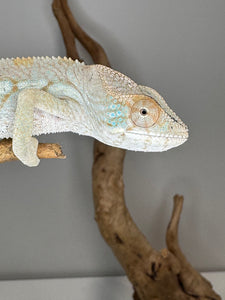 AMBILOBE FEMALE Panther Chameleon: 🚺 (E12)