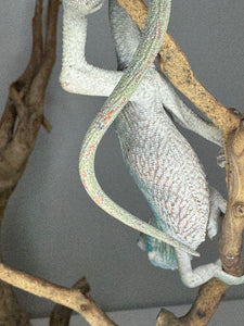 AMBILOBE Panther Chameleon: (E14)