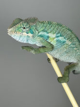 Load image into Gallery viewer, Ambilobe Male Panther Chameleon: Flash x Opal (E19)
