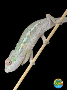 AMBILOBE Panther Chameleon: Sam x Georgia (R6)