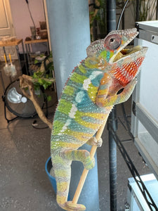 AMBILOBE Panther Chameleon: (E22)
