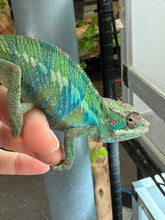 Load image into Gallery viewer, AMBILOBE Panther Chameleon: (E22)
