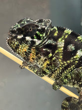 Load image into Gallery viewer, SAMBAVA Panther Chameleon: Marley x Mabel (Q11)
