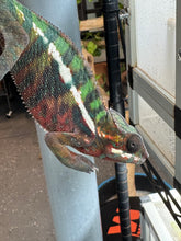 Load image into Gallery viewer, AMILOBE Panther Chameleon: (E16)
