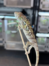 Load image into Gallery viewer, AMBILOBE Panther Chameleon: Sam x Amie (I7)
