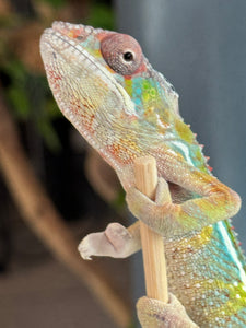 AMBILOBE Panther Chameleon: (E35)