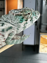 Load image into Gallery viewer, AMBANJA X ANKIFY Panther Chameleon:(S4)
