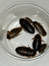 Load image into Gallery viewer, Male and female dubia roaches from a starter colony in a clear cup.
