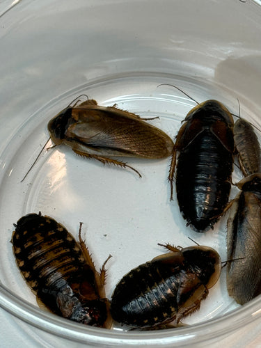 Assortment of male and female dubia roaches in a clear cup.