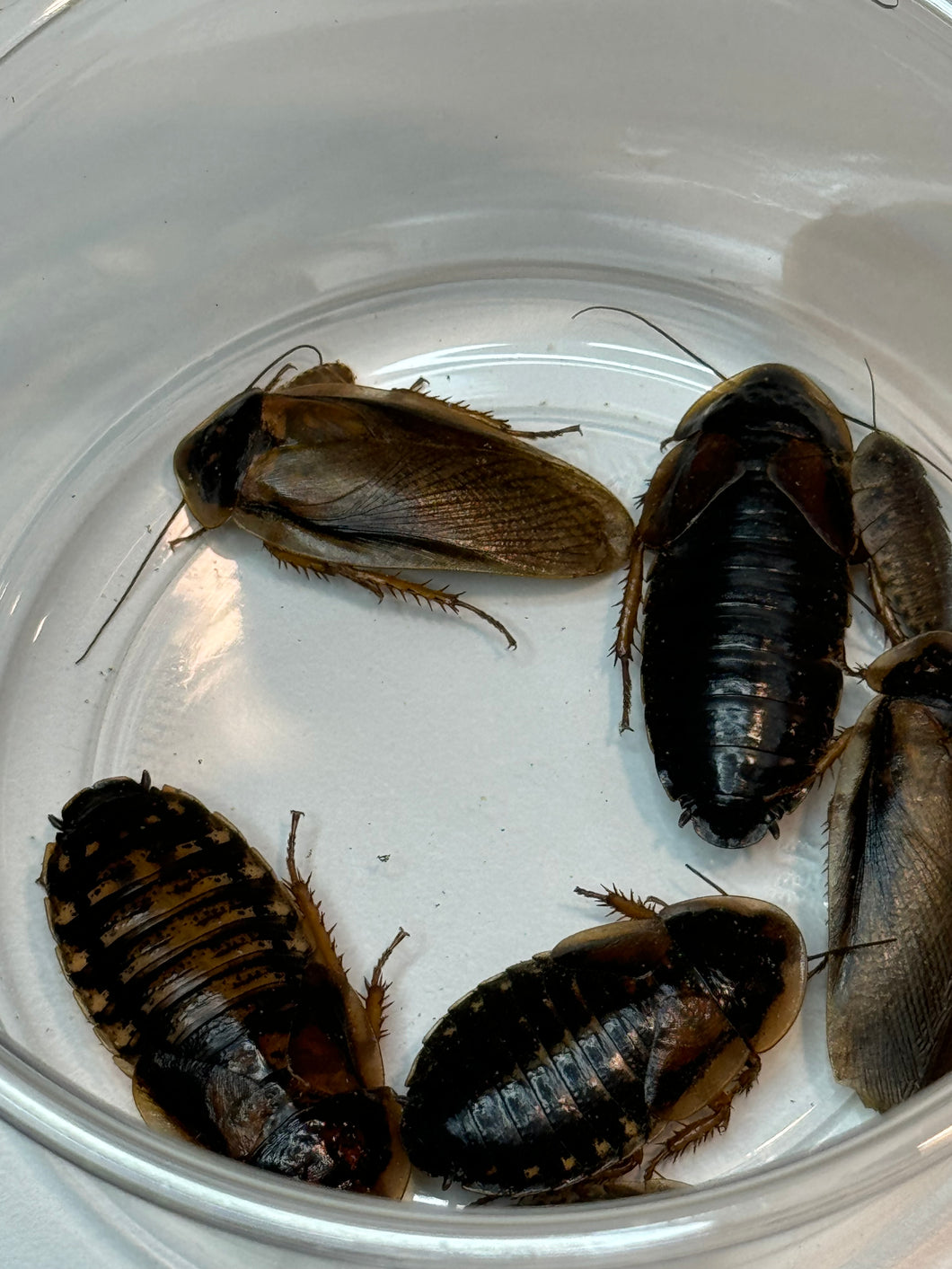 Assortment of male and female dubia roaches in a clear cup.
