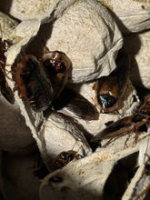 Load image into Gallery viewer, Dubia roaches in their bins sitting on egg crates.

