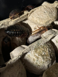 Dubia roaches climbing on egg cartons in their bins.