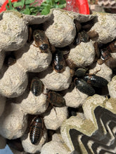 Load image into Gallery viewer, Dubia roaches eating FramsChams Feeder Feast.
