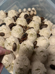 Young dubia roaches haning out on egg crates at feeding time.