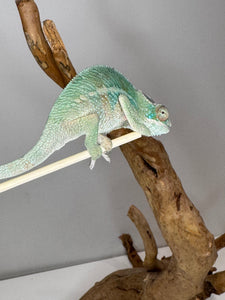 AMBILOBE Panther Chameleon: (E7)