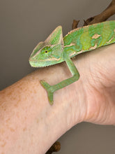 Load image into Gallery viewer, FEMALE Veiled Chameleon (I10)
