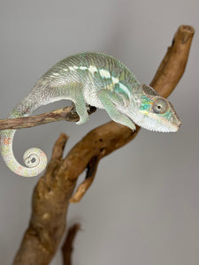 SURPRISE! Panther Chameleon: (E32)