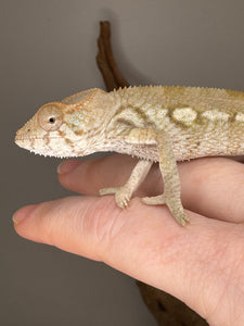 AMBILOBE FEMALE Panther Chameleon: 🚺 (E33)