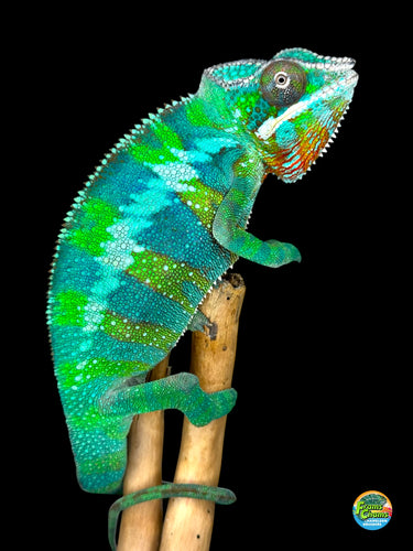 Amazing green and blue pather chameleon available at FramsChams.