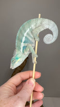 Load image into Gallery viewer, Ambanja panther chameleon on a stick held by a hand against a gray background available at FramsChams
