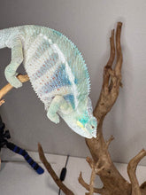 Load image into Gallery viewer, Blue chams at Frams- stunning ambanja
