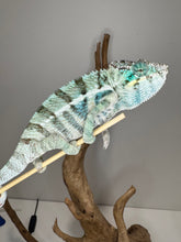Load image into Gallery viewer, Amazing blue chameleon on a branch against a plain background
