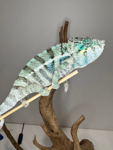 Amazing blue chameleon on a branch against a plain background