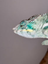 Load image into Gallery viewer, Closeup of blue cheeked ambanja chameleon
