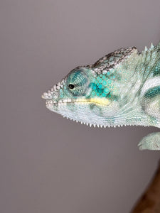 Closeup of blue cheeked ambanja chameleon
