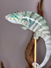 Load image into Gallery viewer, Blue barred ambanja chameleon on a stick
